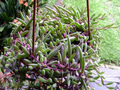 Ruby Necklace Othonna capensis - 4 Unrooted Succulent Cuttings