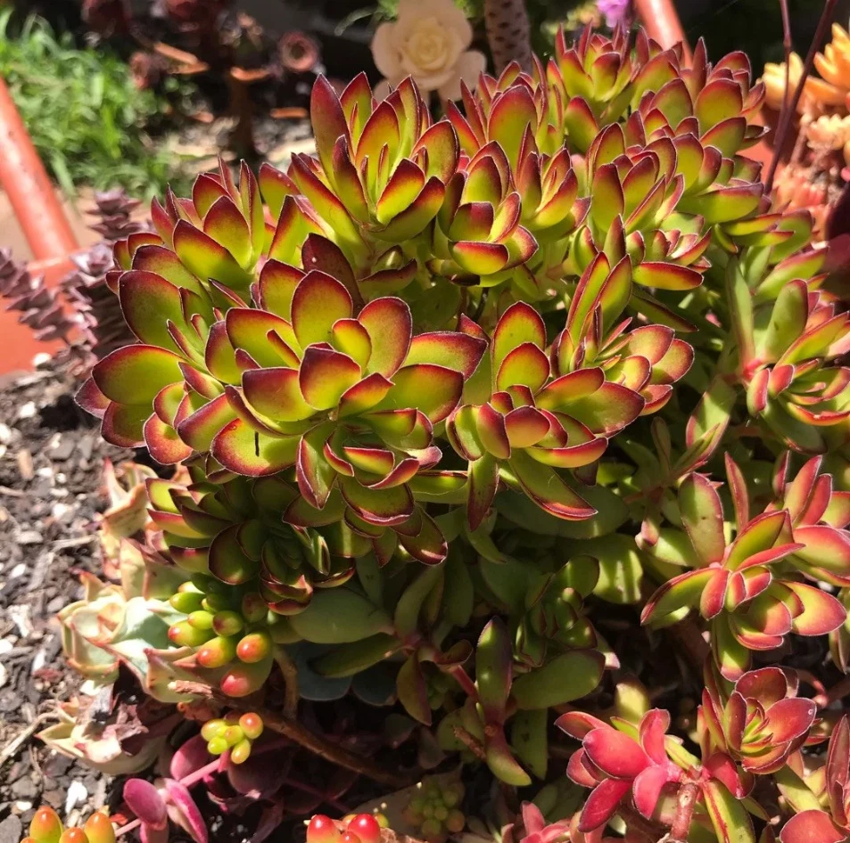 Crassula rubricaulis 'Butterfly Bush' - Live 2" Succulent Plant in 2" Pot