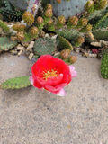 Arizona Red Prickly Pear Cactus Cutting - Opuntia phaeacantha × woodsii