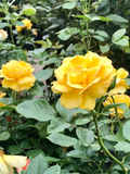 Yellow Texas Rose Cuttings (3 Unrooted) 6–8" | Yellow Texas Rose