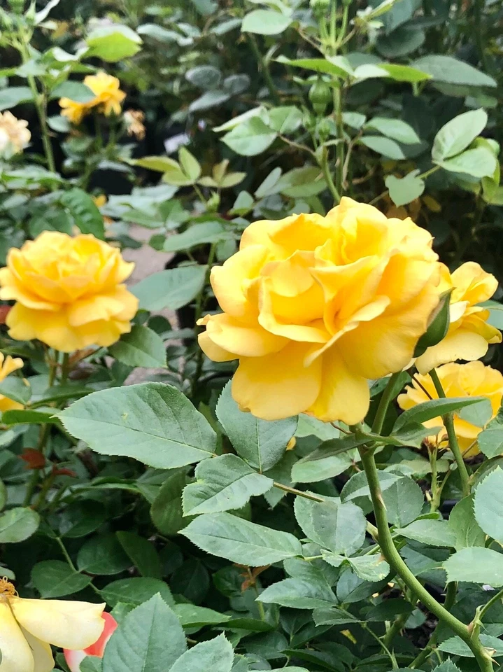 Yellow Texas Rose Cuttings (3 Unrooted) 6–8" | Yellow Texas Rose