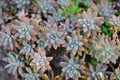 Ghost Plant Cuttings - Graptopetalum paraguayense Unrooted Cuttings (3) | Succulent