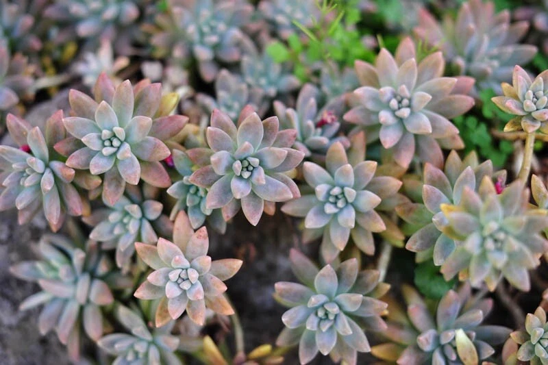 Ghost Plant Cuttings - Graptopetalum paraguayense Unrooted Cuttings (3) | Succulent