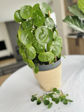 Variegated Pilea Peperomioides Cuttings - Unrooted White Splash Chinese Money Plant