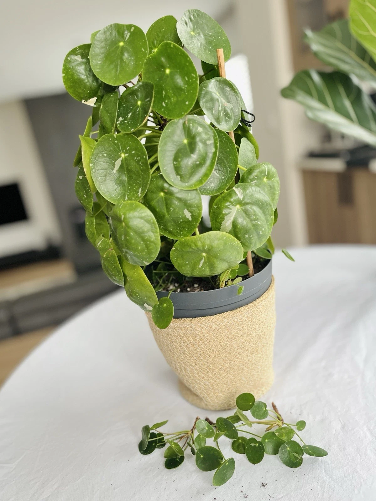 Variegated Pilea Peperomioides Cuttings - Unrooted White Splash Chinese Money Plant