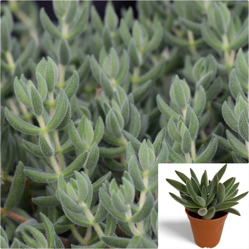 Crassula mesembryanthoides Cuttings – 15 Unrooted Fresh Moon Glow / Pig Ear Crassula