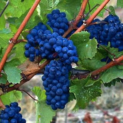Blue André Grape Cuttings (Vitis hybrid ‘Blue André’) - 30 Unrooted Cuttings for Propagation