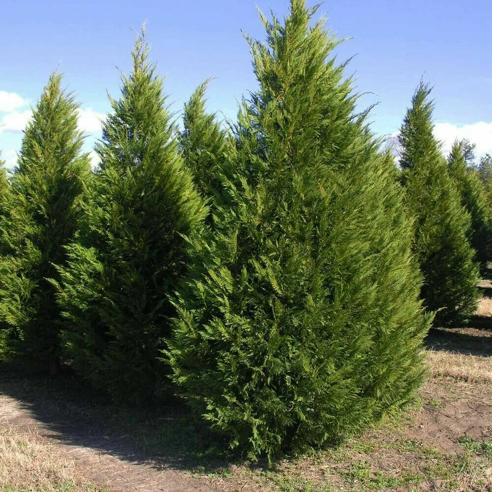 Leyland Cypress Cuttings 15 Unrooted 6–7" for Privacy Screens