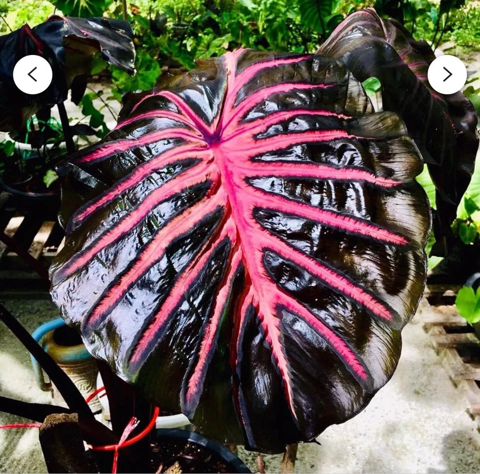Black Lava Colocasia esculenta – Rooted Small Elephant Ear Starter Plant