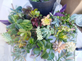 Mixed Succulent Cuttings – 11 Unrooted 4–6" Starter Plants