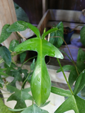 Philodendron Glad Hands Cuttings – 5 Unrooted Live Stems for Propagation