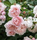 Pink Climbing Rose Cutting (5–8 in) – Unrooted Stem Propagation