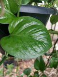 Jade Pothos Leaf Node Cuttings - 5 Unrooted Epipremnum aureum Nodes for Propagation