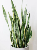 Snake Plant Cuttings – 3 Unrooted Sansevieria Clippings for Propagation