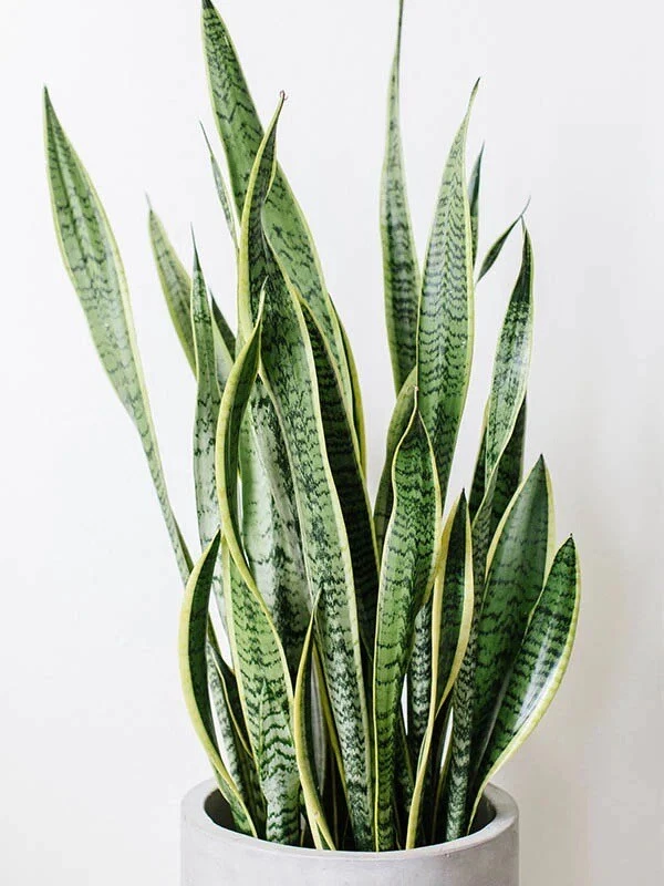 Snake Plant Cuttings – 3 Unrooted Sansevieria Clippings for Propagation