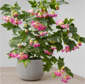 Pink Abutilon Flowering Maple – Live Small Rooted Starter Plant
