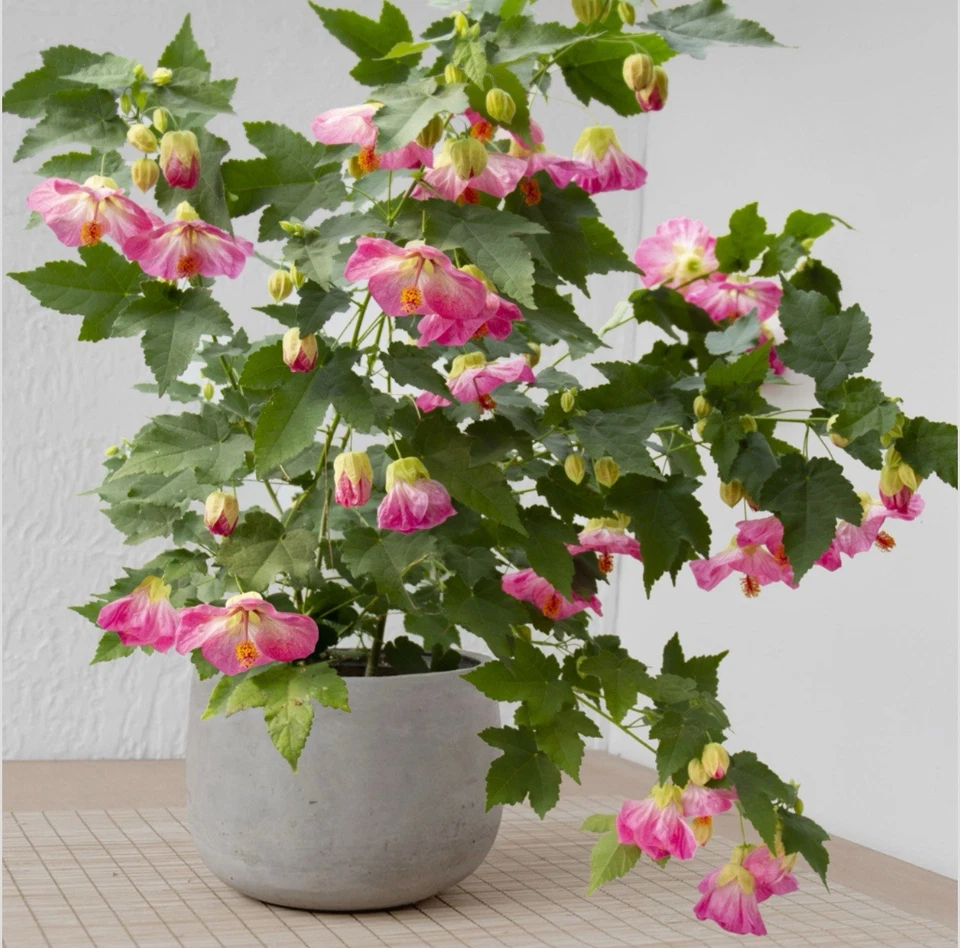 Pink Abutilon Flowering Maple – Live Small Rooted Starter Plant