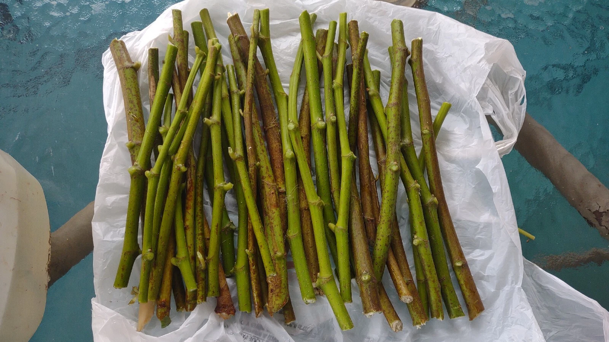 Hardy Chicago Fig Cuttings (6 Unrooted) Ficus carica - Cold-Hardy Fruit Tree