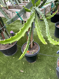 Baby Cerado Dragon Fruit Cutting – 8–12 in Unrooted Pitaya Stem for Propagation