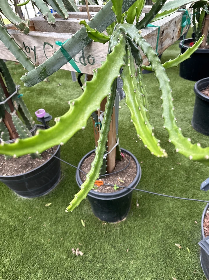Baby Cerado Dragon Fruit Cutting – 8–12 in Unrooted Pitaya Stem for Propagation