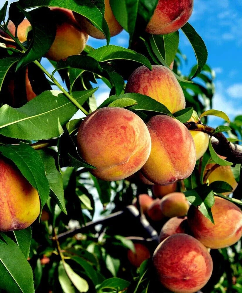 Yellow Peach Tree Cuttings (Prunus persica) – 6–8" Unrooted Cuttings