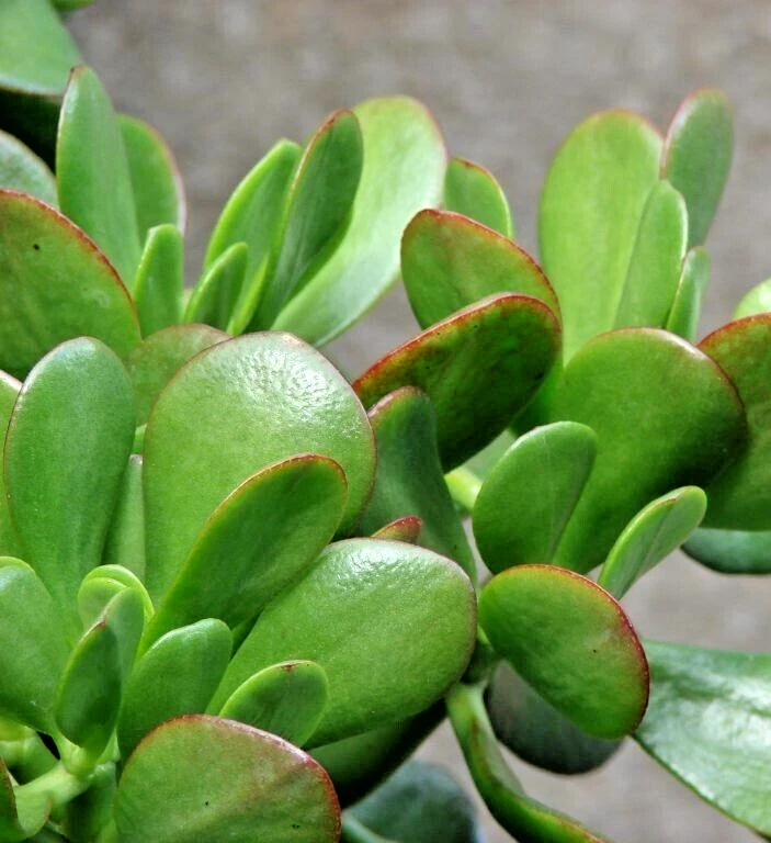 Green Jade Plant Cuttings (Crassula ovata) - 3 Unrooted 4" Stem Cuttings
