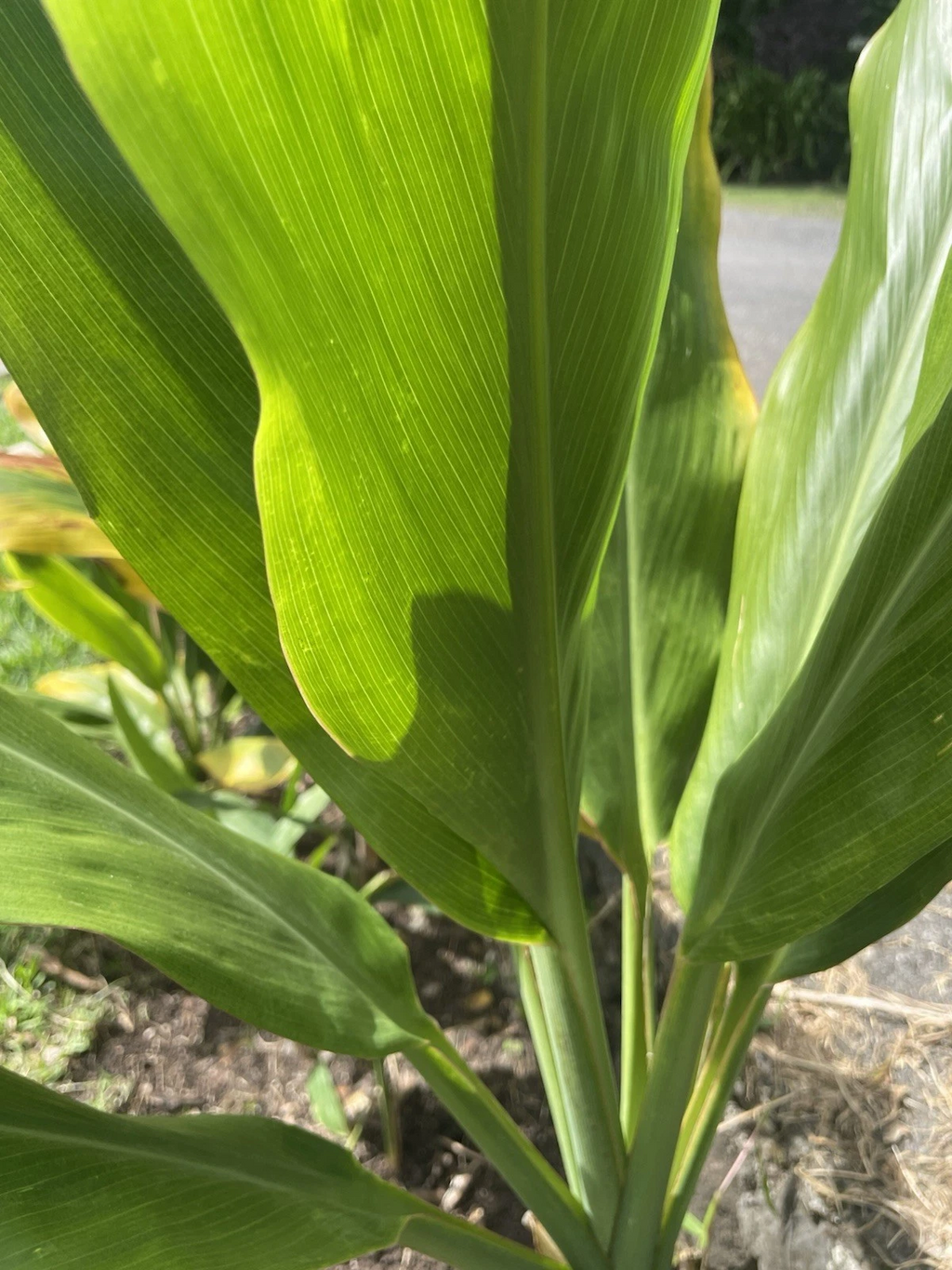 Green Ti Leaf Cuttings (Manoa) - Cordyline fruticosa Starter Stems, 12 log-style cuttings 6–7"