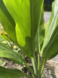 Green Ti Leaf Cuttings (Manoa) - Cordyline fruticosa Starter Stems, 12 log-style cuttings 6–7"