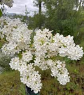 White Lilac Bare Root Bushes – Jumbo Size (5 Pack) | Syringa vulgaris