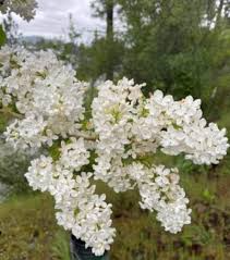 White Lilac Bare Root Bushes – Jumbo Size (5 Pack) | Syringa vulgaris
