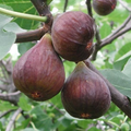 Fig Tree Cutting in Pot – 10" Ficus carica Rooted Starter Tree
