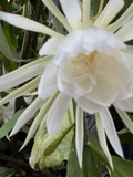 Queen of the Night Epiphyllum Cuttings – Unrooted, White Bloom, 6 Pack
