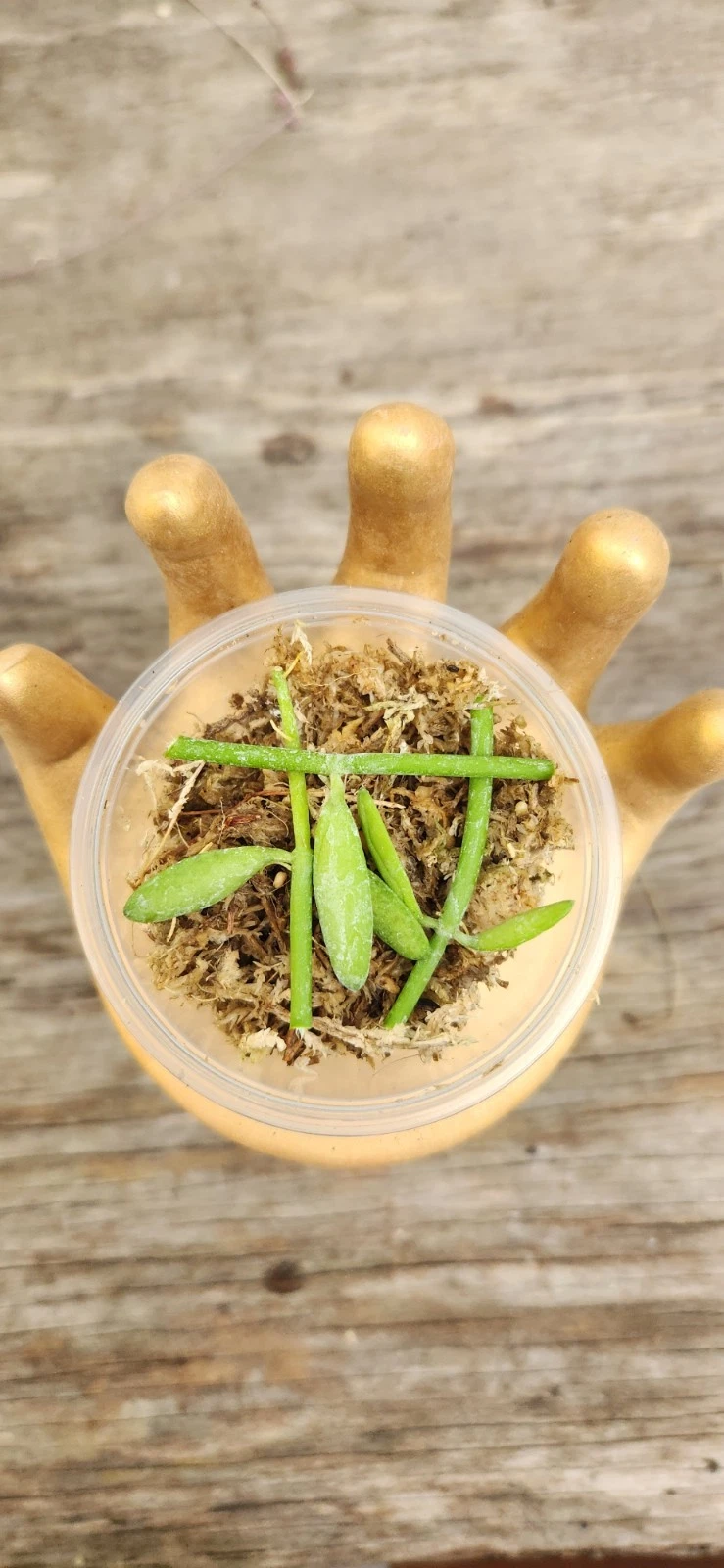 Dischidia bengalensis Cuttings in Propagation Cup - Unrooted Vining Houseplant