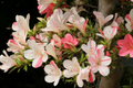 Astronaut Azalea Starter Plant | Rhododendron, Deciduous Shrub, Bi-Color Striped Blooms