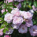 Rural England Climbing Rose Cuttings – 6 Unrooted Propagation Cuttings