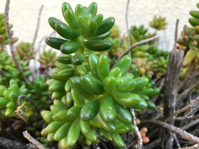 Jelly Bean Sedum Plant (Sedum rubrotinctum) - Live Starter Plant for Pots & Gardens