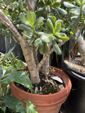 Jade Plant Cuttings Crassula Ovata Small Leaf & Big Leaf – 4–6 Inches, Unrooted