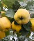 Quince Tree Cutting (Cydonia oblonga) 6–8 Inch Live Scion for Rooting or Grafting