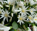 White Easter Cactus Rooted Plant - Rhipsalidopsis Hatiora Spring Sunrise Bloom