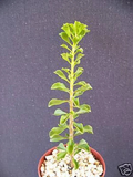 Pereskia portulacifolia Live Plant - 4-Inch Pot, Leafy Cactus Bonsai-Style