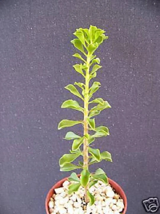 Pereskia portulacifolia Live Plant - 4-Inch Pot, Leafy Cactus Bonsai-Style