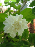 Grand Duke of Tuscany Jasmine Cuttings - 3 Unrooted Jasminum sambac for Rooting