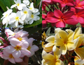 Hawaiian Plumeria Frangipani Cuttings — Set of 4 Mixed Colors (Red, White, Yellow, Pink) Unrooted