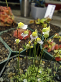 Utricularia bisquamata White Form – 1