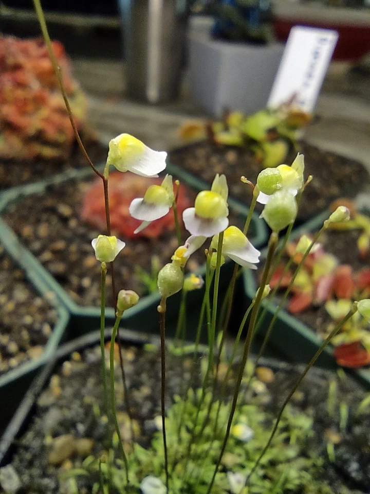 Utricularia bisquamata White Form – 1