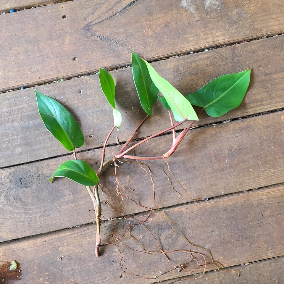 Red Emerald Philodendron Cutting – 7–10 inch Philodendron erubescens