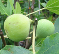 Conadria Fig Cuttings – 2 Fresh Ficus carica Cuttings + Willow Water for Rooting
