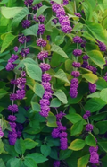 American Beautyberry Bush Cuttings (Callicarpa americana) - 8+ Unrooted Live Stems