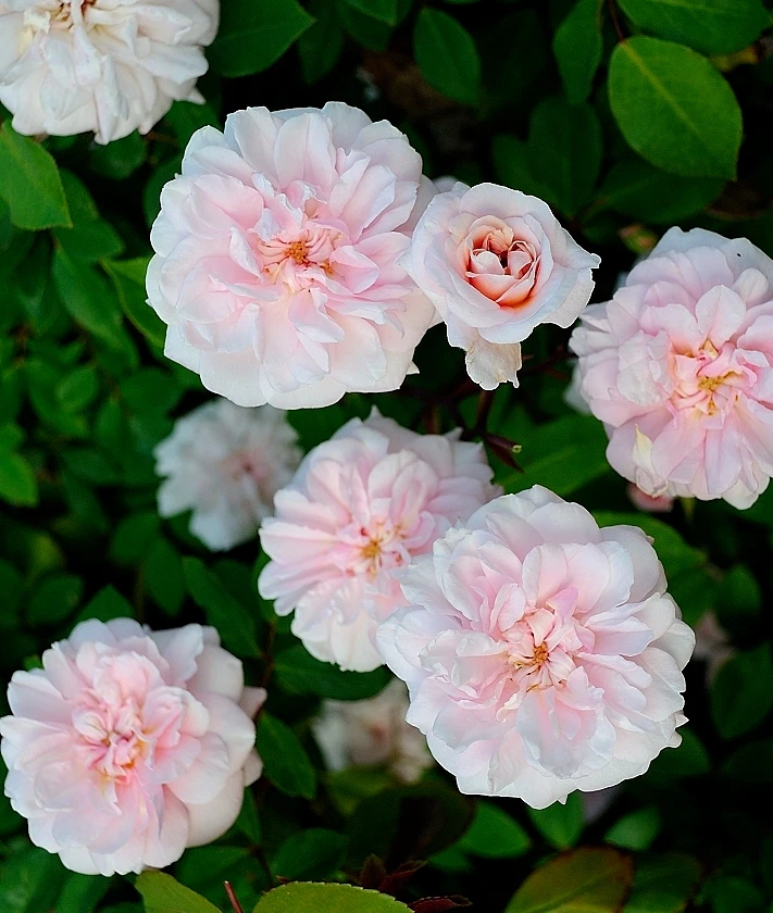 Cecile Brunner Antique Rose Cuttings – 8 Fresh Unrooted Rose Cuttings for Rooting