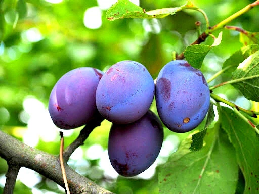 Damson Blue Plum Cuttings (Prunus domestica) - 10 Unrooted, Heirloom Variety